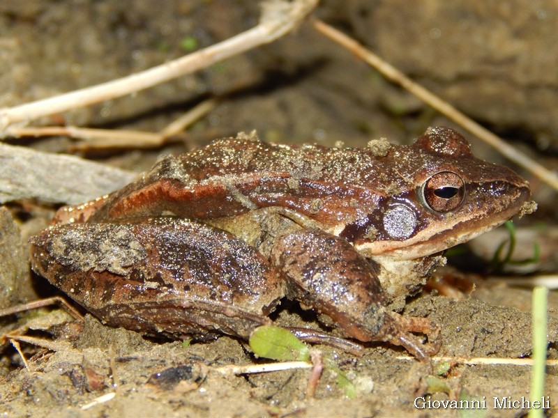 Rana da ID: Rana dalmatina, maschio